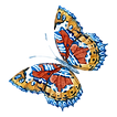 buterfly2