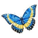 buterfly3