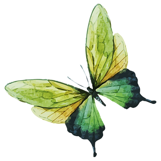 buterfly4